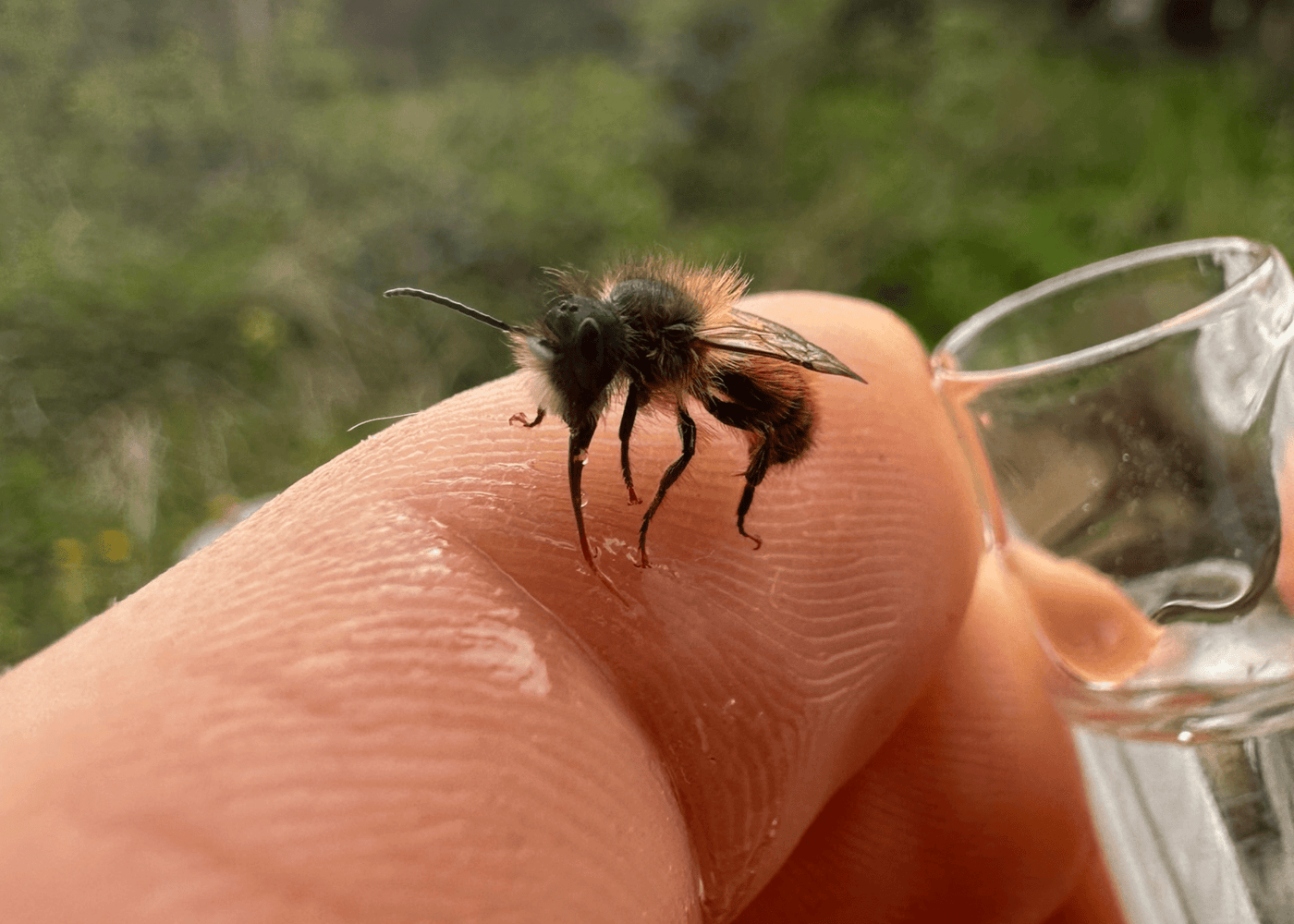 Hand hält ein kleines Fläschchen des Bienenhelfer Erste-Hilfe-Sets über einer erschöpften Biene auf einer Blüte, um schnell Energie zu spenden.