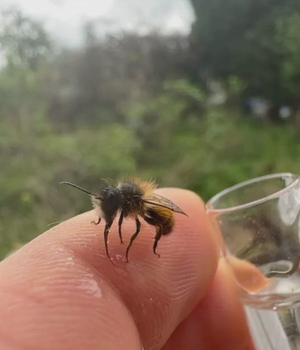 Hand hält kleine Glasampulle gefüllt mit Bienenfuttersirup, bereit für die Rettung erschöpfter Bienen im Freien.