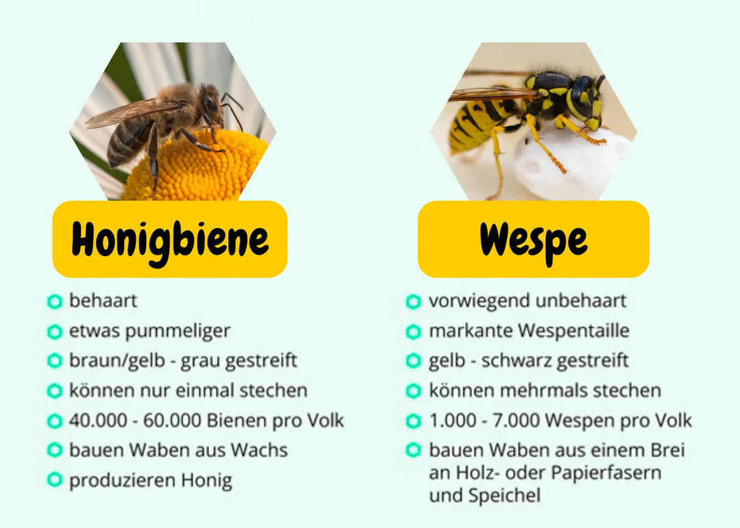 Infografik mit Bild unterschied Biene und Wespe